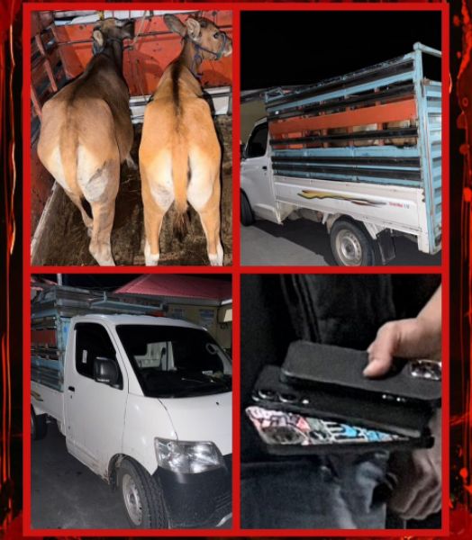 Petugas kepolisian mengamankan terduga pelaku kasus pencurian ternak Bulukumba di Mapolres Bulukumba