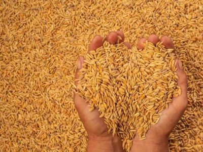 Sejumlah pengusaha penggilingan padi di Bulukumba menyuarakan kekhawatiran atas maraknya pembeli gabah dari luar daerah yang menyebabkan ancaman kelangkaan stok beras lokal.