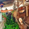 Kasus pencurian sapi marak terjadi di Kabupaten Bulukumba menjelang Idul Adha 1447 Hijriah. Sejumlah peternak mengaku kehilangan ternak dan mengalami kerugian hingga puluhan juta rupiah.