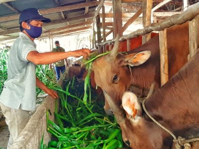 Kasus pencurian sapi marak terjadi di Kabupaten Bulukumba menjelang Idul Adha 1447 Hijriah. Sejumlah peternak mengaku kehilangan ternak dan mengalami kerugian hingga puluhan juta rupiah.