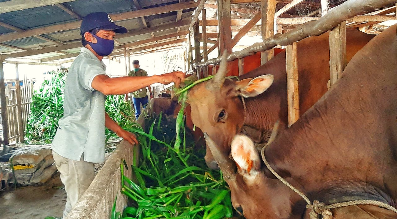 Kasus pencurian sapi marak terjadi di Kabupaten Bulukumba menjelang Idul Adha 1447 Hijriah. Sejumlah peternak mengaku kehilangan ternak dan mengalami kerugian hingga puluhan juta rupiah.