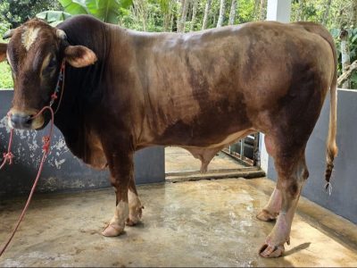 Sapi kurban bantuan Presiden Prabowo Subianto berbobot 914 kilogram asal peternak lokal Bulukumba untuk Idul Adha 1447 Hijriah.