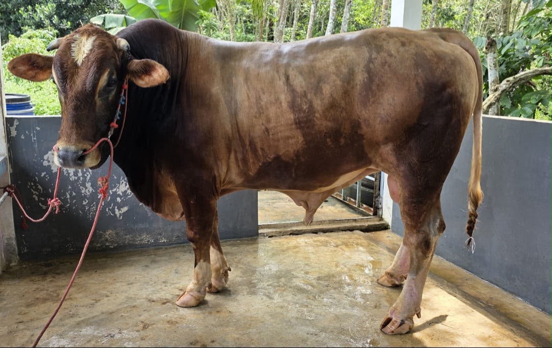 Sapi kurban bantuan Presiden Prabowo Subianto berbobot 914 kilogram asal peternak lokal Bulukumba untuk Idul Adha 1447 Hijriah.