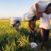 FPPLB Bulukumba, menyampaikan kekhawatiran terhadap kenaikan harga gabah yang berpotensi memicu lonjakan harga beras dan mengganggu pasokan beras lokal.