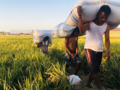 FPPLB Bulukumba, menyampaikan kekhawatiran terhadap kenaikan harga gabah yang berpotensi memicu lonjakan harga beras dan mengganggu pasokan beras lokal.