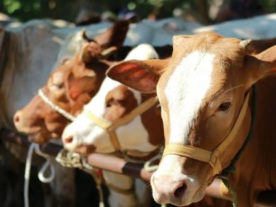Antusiasme warga Kecamatan Bontotiro, Bulukumba, dalam pelaksanaan kurban Idul Adha 2026 meningkat. Tahun ini, jumlah sapi kurban di wilayah tersebut mencapai 199 ekor dan masuk tiga besar tertinggi di Kabupaten Bulukumba.